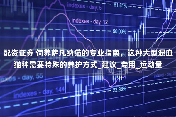 配资证券 饲养萨凡纳猫的专业指南，这种大型混血猫种需要特殊的养护方式_建议_专用_运动量